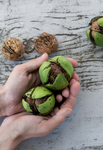 TerraYbera-NuecesIberas_Extremadura_nueces10