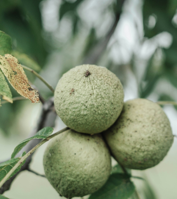 TerraYbera-NuecesIberas_Extremadura_nueces11