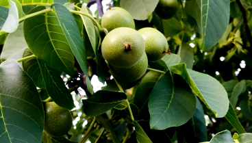 TerraYbera-NuecesIberas_Extremadura_nueces13