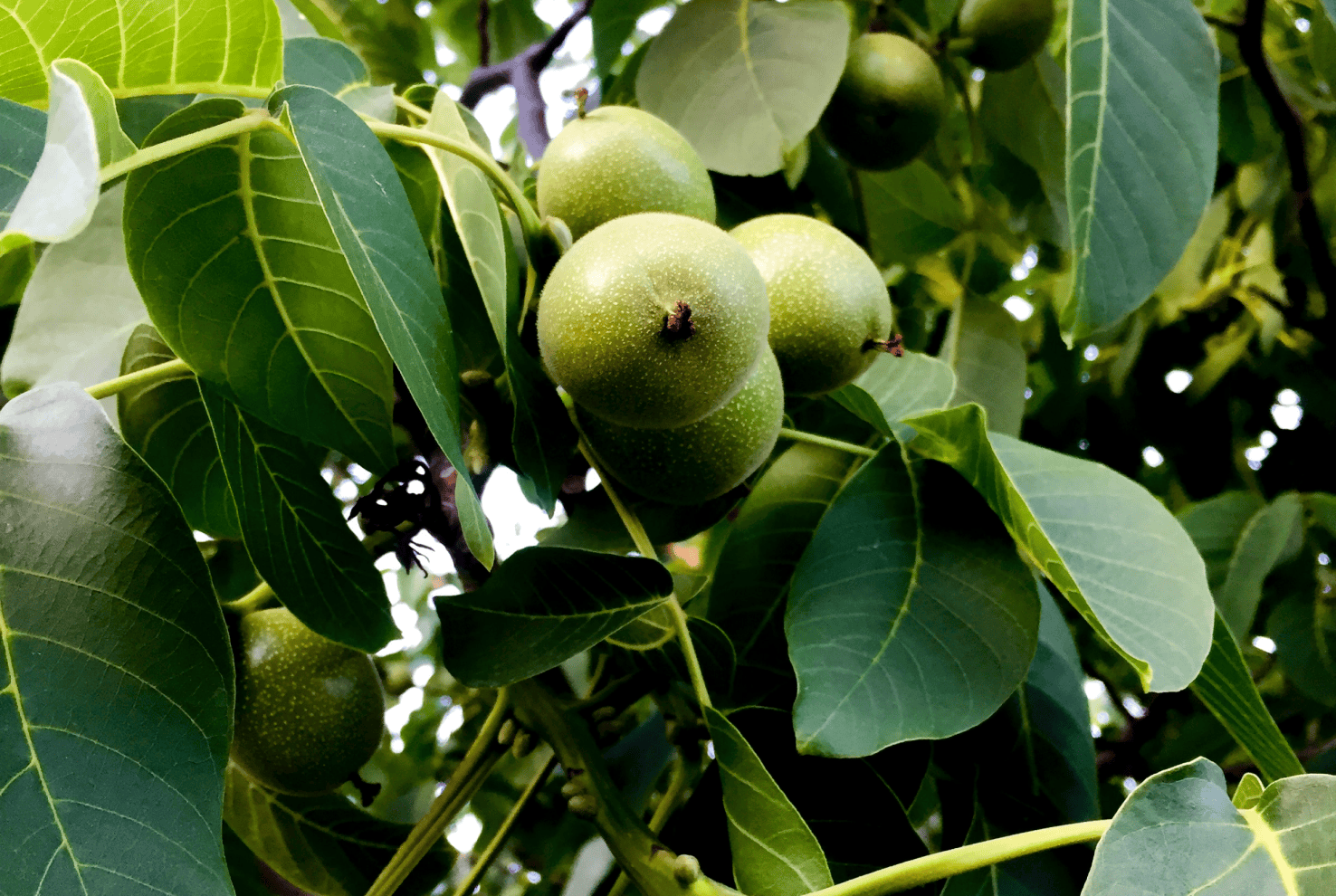 TerraYbera-NuecesIberas_Extremadura_nueces14