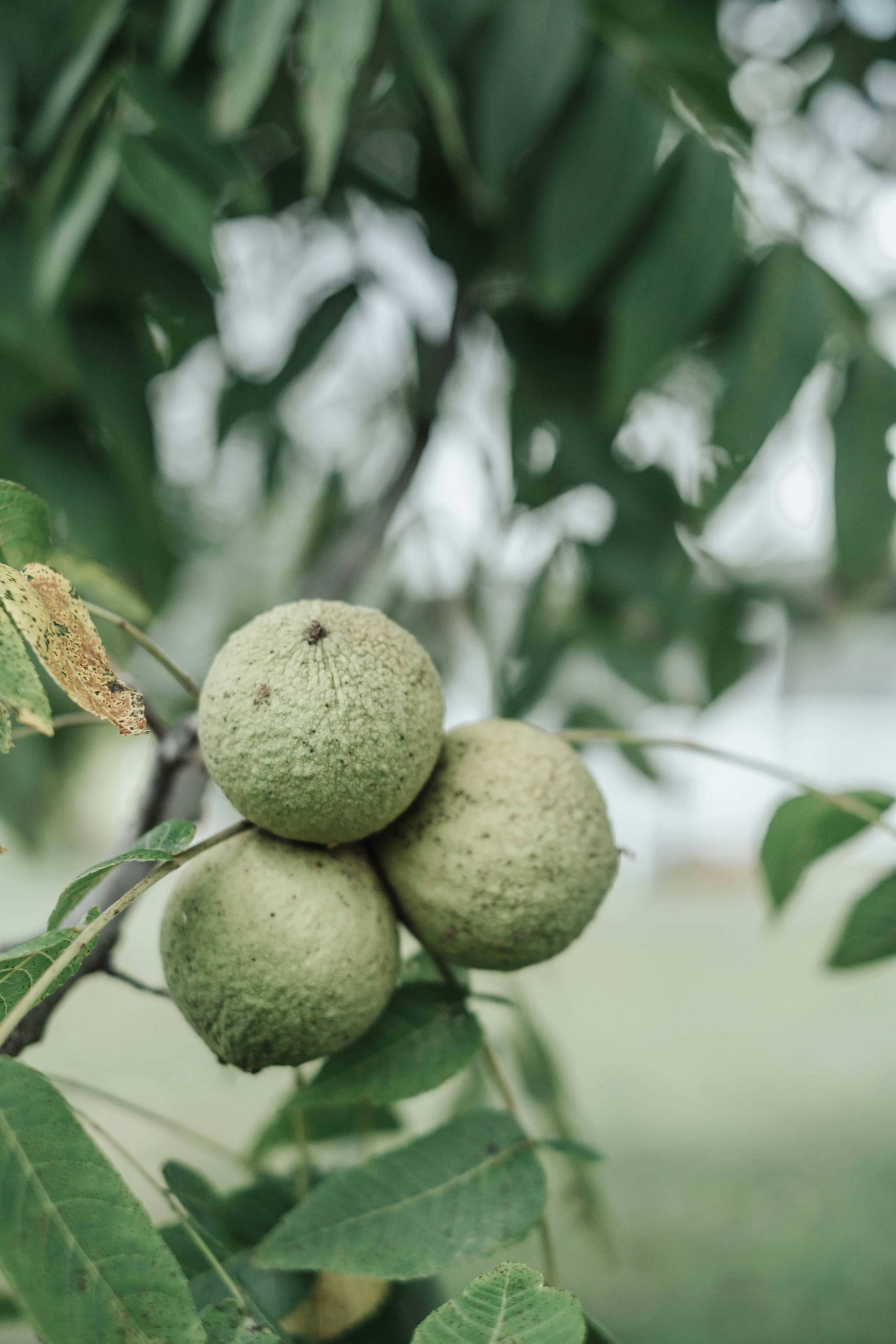 TerraYbera-NuecesIberas_Extremadura_nueces3