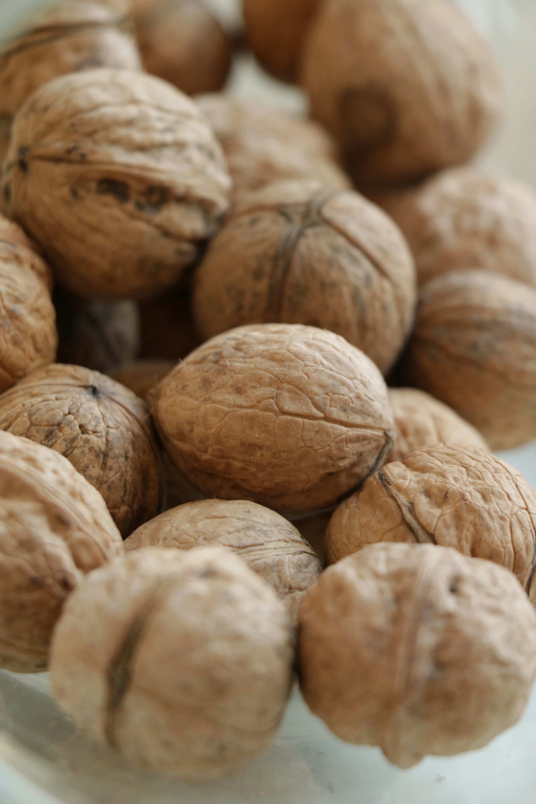 TerraYbera-NuecesIberas_Extremadura_nueces6