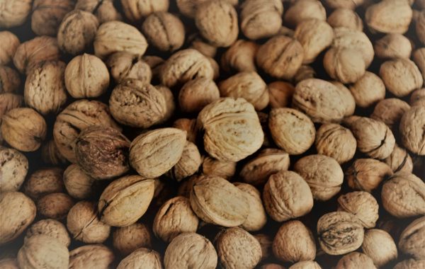 TerraYbera-NuecesIberas_Extremadura_nueces7